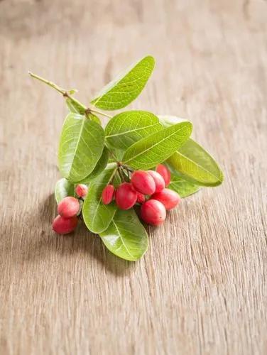 Bengal Currant