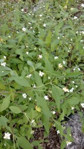 Lantana Achyranthifolia