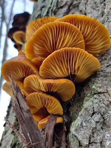 Winter Mushroom