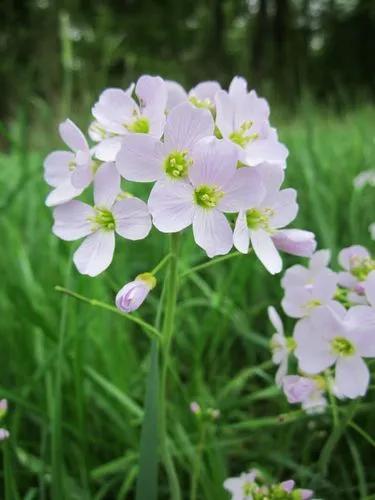 Cardamine Pratensis