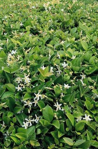 Asiatic Jasmine