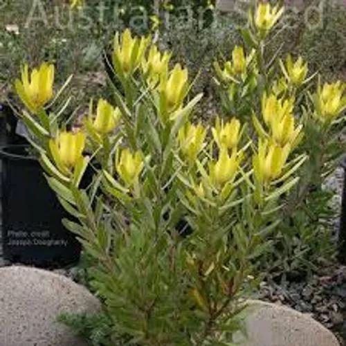 Leucadendron Laureolum