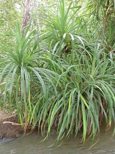 Pandanus Verecundus