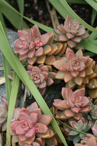 Graptoveria Alpenglow