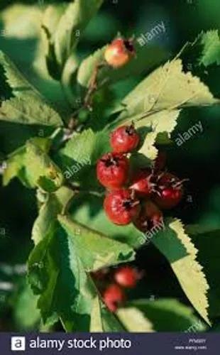 Fireberry Hawthorn