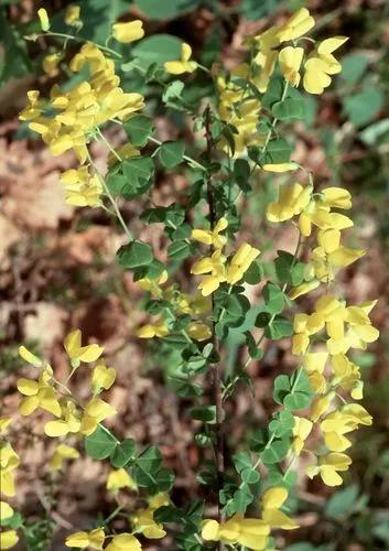 Cytisophyllum Sessilifolium