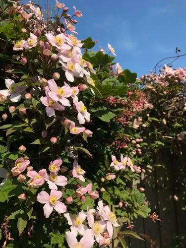 Clematis 'michelle'