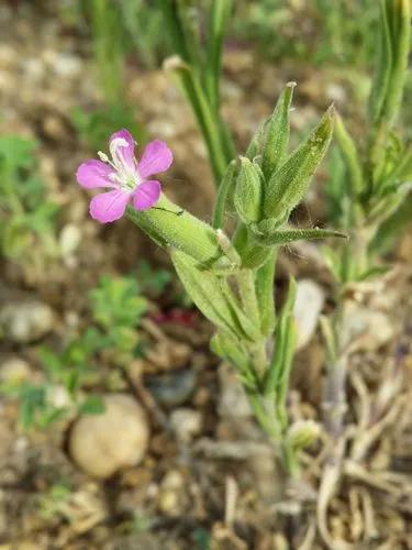 Weed Silene