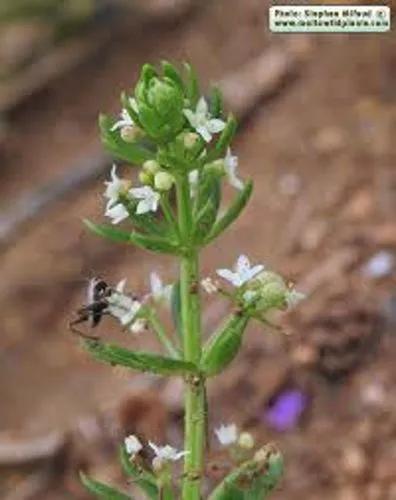 Southern Cleavers