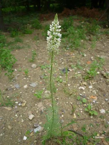 White Mignonette