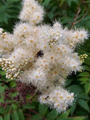 Asian Meadowsweet