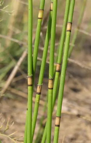 Equisetum Moorei