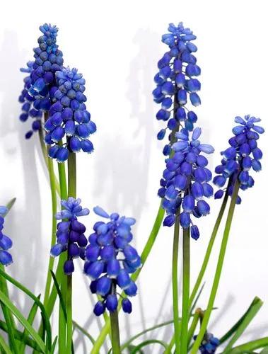 Muscari