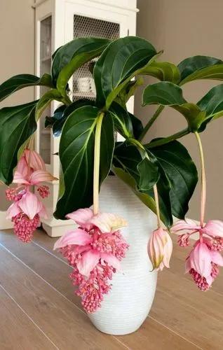 Medinilla Intermedia