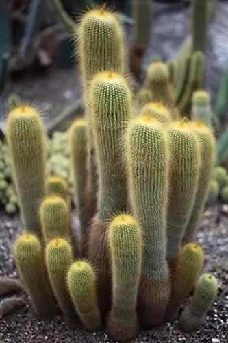 Lemon Ball Cactus