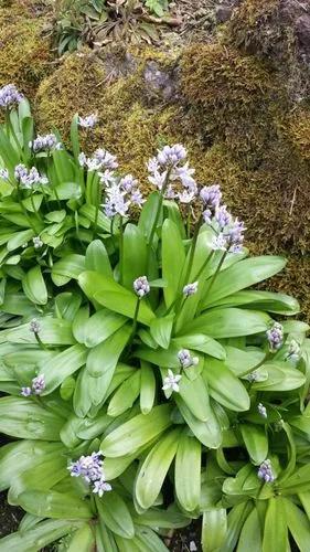 Pyrenean Squill