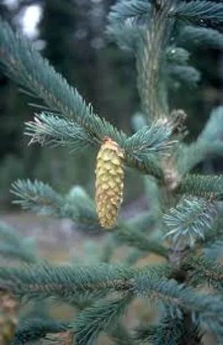 Engelmann Spruce