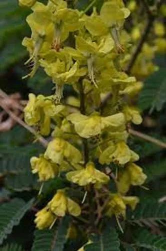 Mysore Thorn