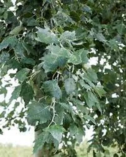 Silver Poplar