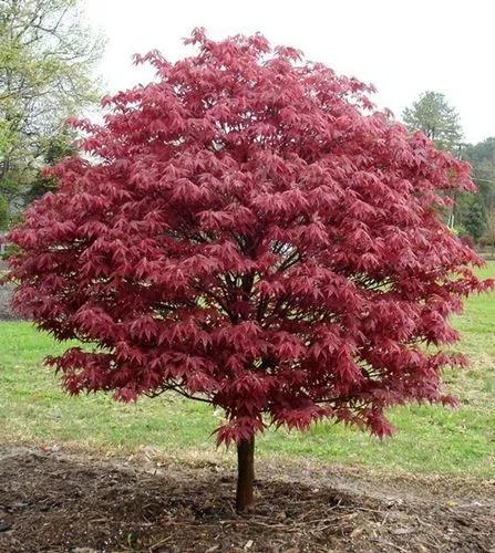 Acer Palmatum “rhode Island Red”