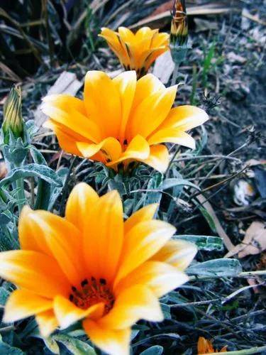 Gazania Linearis