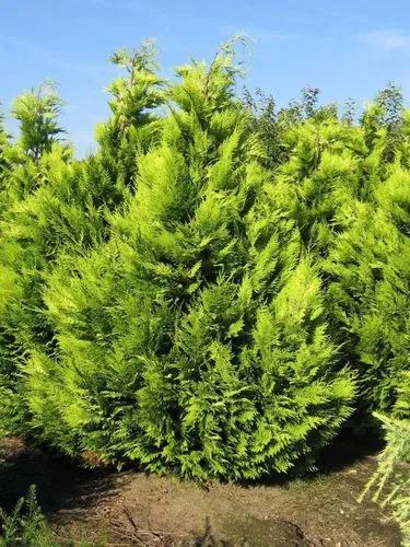 Lawson's Cypress 'ivonne'