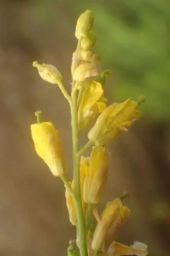 Annual Bastardcabbage