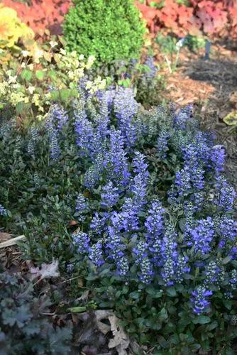 Chocolate Chip Ajuga