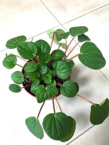 Peperomia Rana Verde