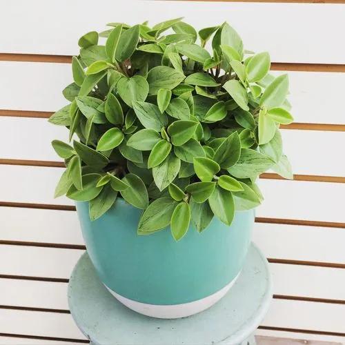 Peperomia Orba Pixie Lime’