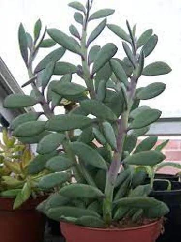 Vertical Leaf Senecio