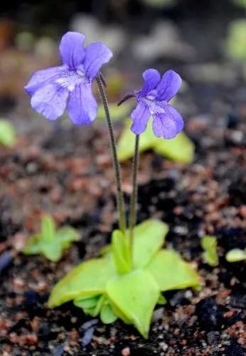 Large-flowered Butterwort