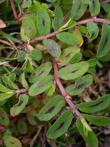 Ridge-Seed Spurge