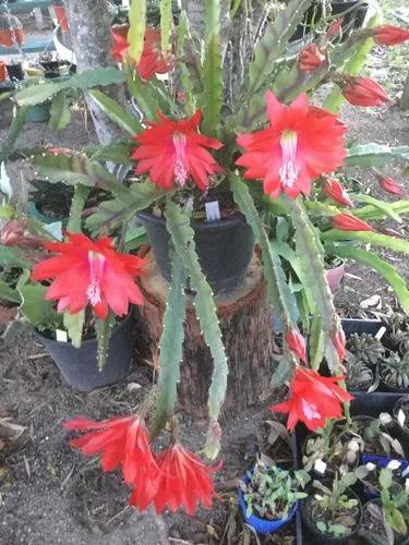 Orchid Cactus