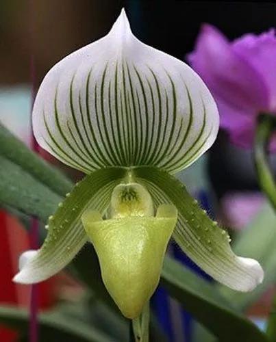 Charlesworth Paphiopedilum