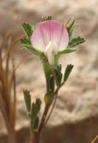 Small Restharrow