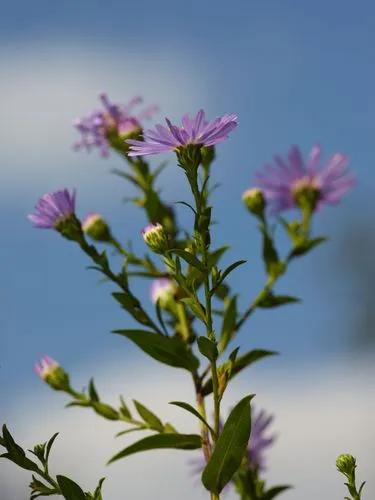 Aster Novi-belgi