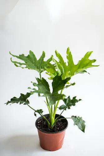 Philodendron Selloum