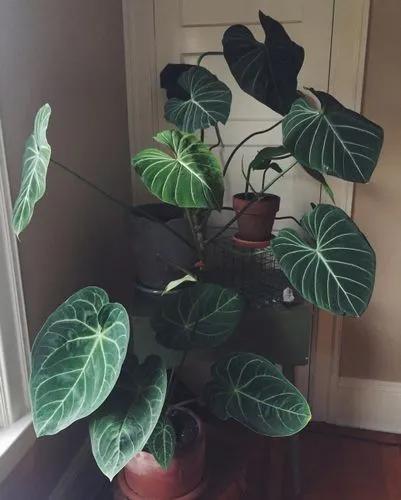 Gloriosum Philodendron