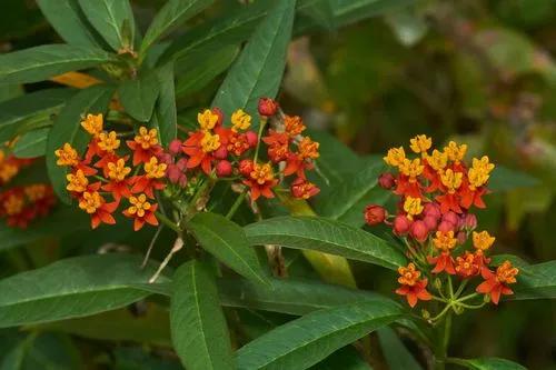 Tropical milkweed