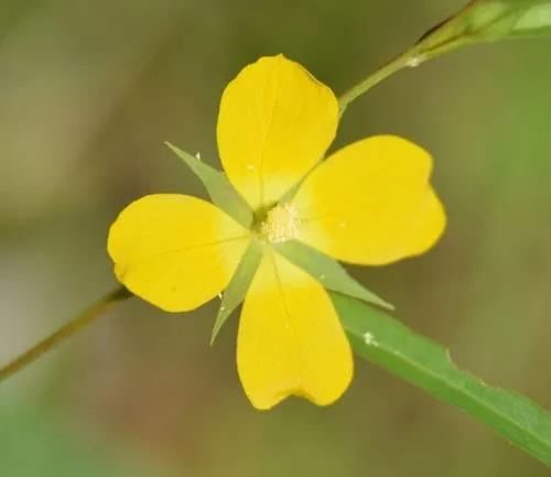 Ludwigia Decurrens