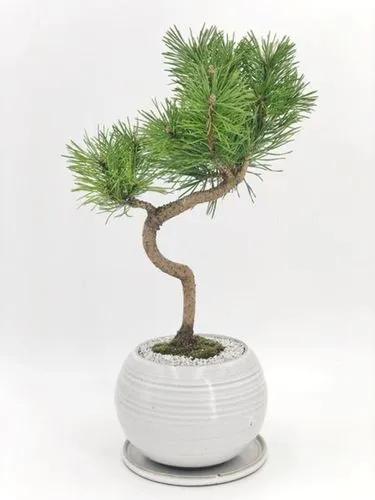 Mugu Pine Bonsai