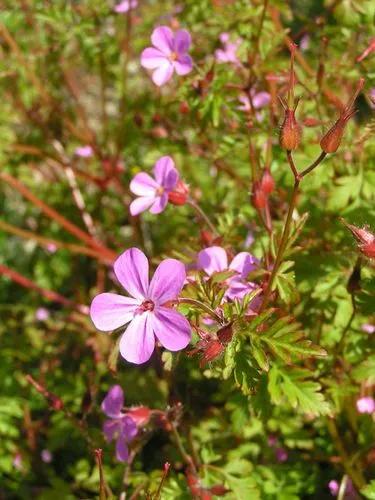 Herb-robert