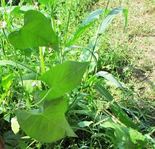 Black Bindweed