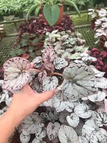 Begonia Silver Dollar