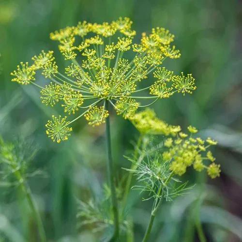 Caraway