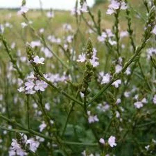 Vervain