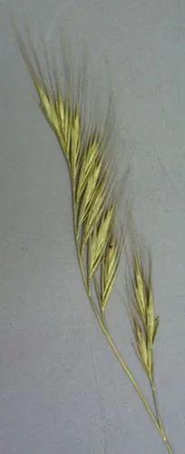 Squirreltail Fescue, Barren Fescue Or Brome Fescue