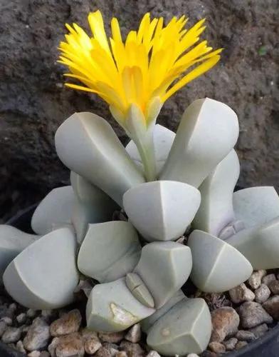 Lapidaria margaretae