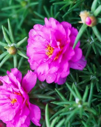 Moss-rose